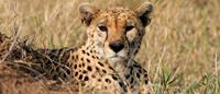 Cheetah on African Safari